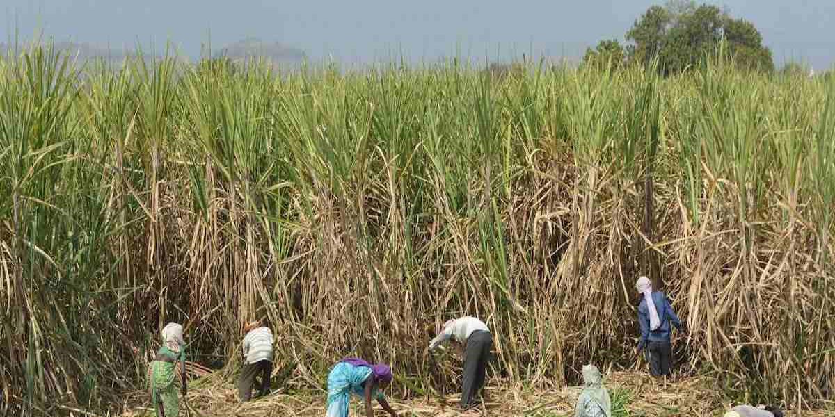 Sugarcane Waste Briquetting – A way towards sustainable fuel